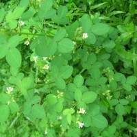 Oxalis barrelieri L.